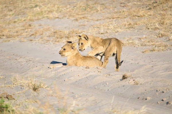 Lion cub odtwarzania — Zdjęcie stockowe