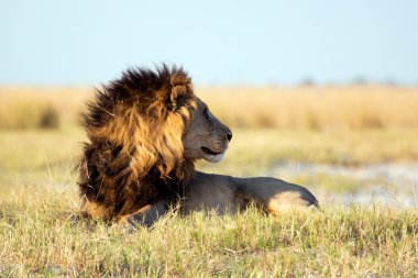 Aslan chobe Ulusal Parkı