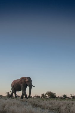 Boğa fil Afrika