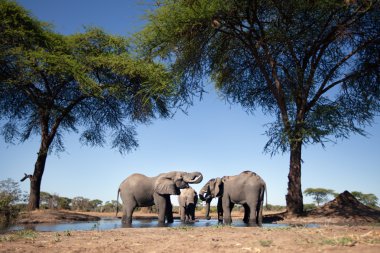 Elephant in Botswana clipart