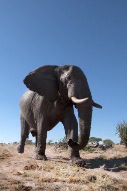 Bull Elephant in Africa clipart
