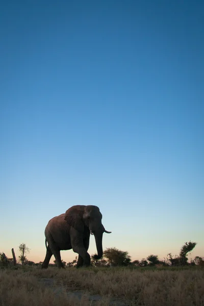Bull Elephant in Africa — Stock Photo, Image