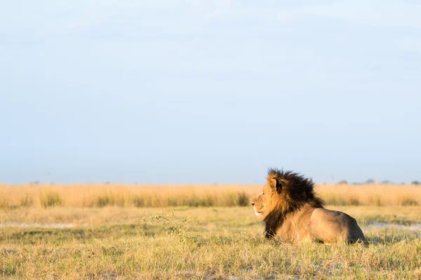 チョベ国立公園でライオン — ストック写真