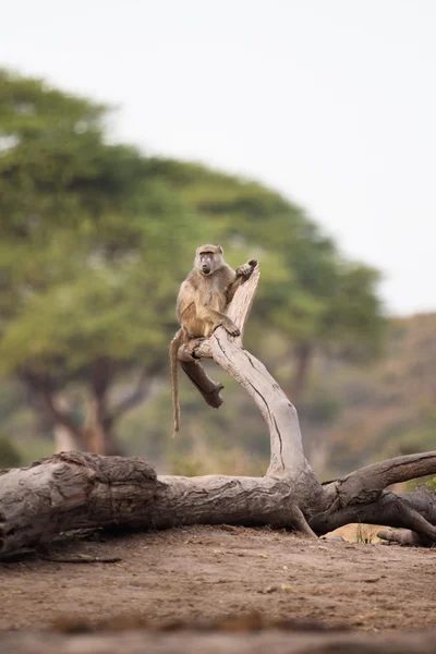 Babuino en reposo en el árbol — Foto de Stock