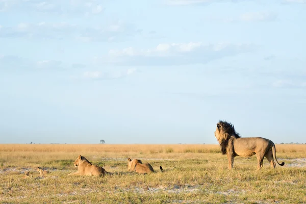 Lion in Chobe National Park — Stockfoto