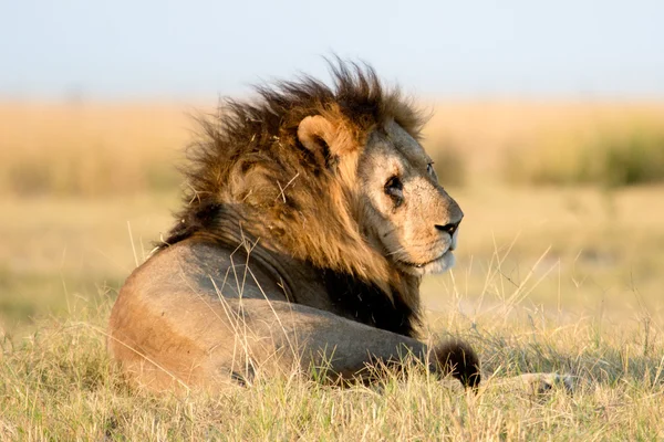 Leone nel Parco Nazionale del Coro — Foto Stock