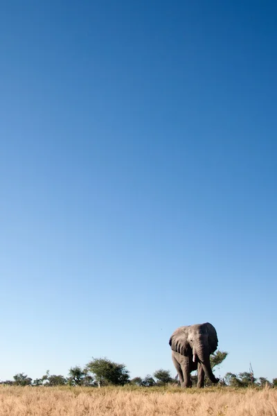 Boğa fil Afrika — Stok fotoğraf