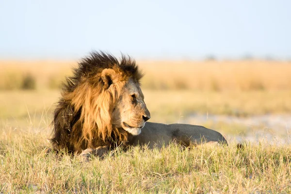 Leão no Parque Nacional Chobe — Fotografia de Stock