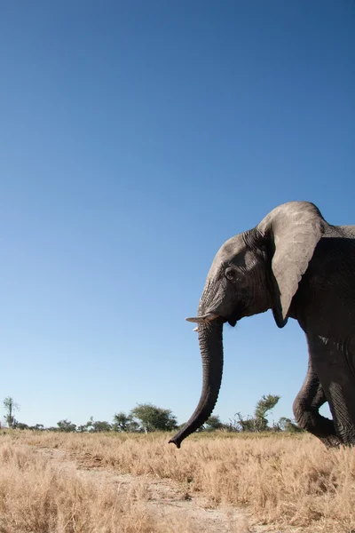 L'éléphant taureau en Afrique — Photo