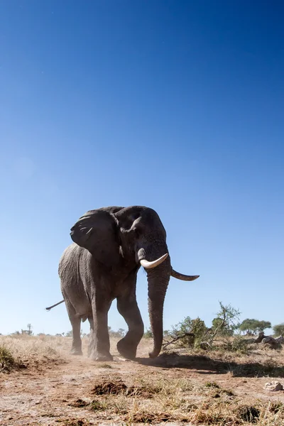 Bull elefant i Afrika — Stockfoto