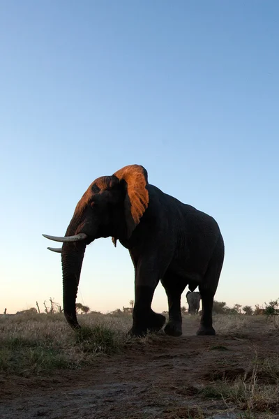 Boğa fil Afrika — Stok fotoğraf