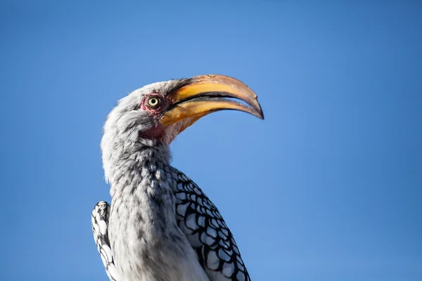 Yellow billed horn bill — Stock Photo, Image