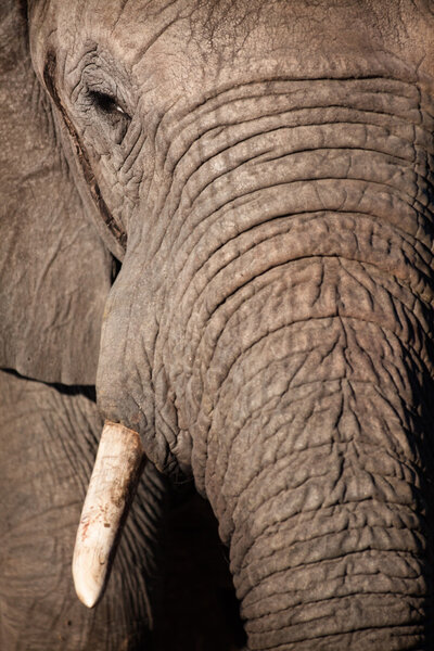 Male Bull African Elephant