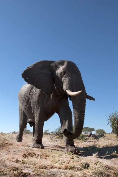 Elefantenbulle in Afrika — Stockfoto