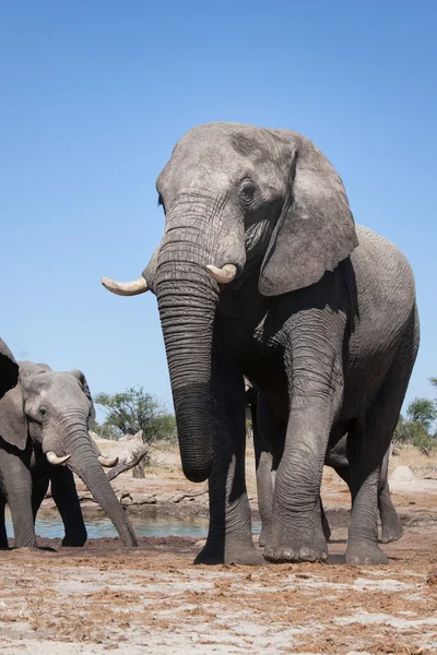 Elefantenbulle in Afrika — Stockfoto