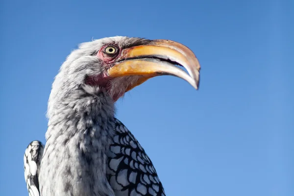 Yellow billed horn bill — Stock Photo, Image