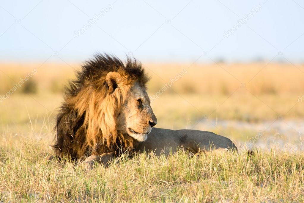 Lion in Chobe National Park