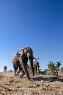 Boğa fil Afrika