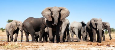 Botswana'da fil