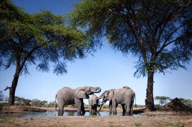 Elephant in Botswana clipart