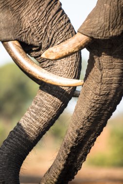 Botswana'da fil