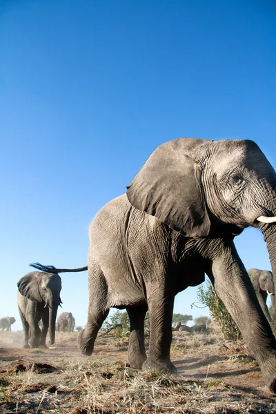 Elefante toro en África —  Fotos de Stock