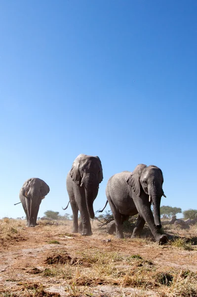 Touro elefante em África — Fotografia de Stock