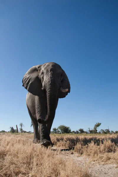 L'éléphant taureau en Afrique — Photo