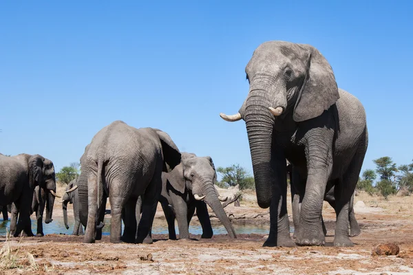 Ελεφάντων στη Μποτσουάνα — Φωτογραφία Αρχείου