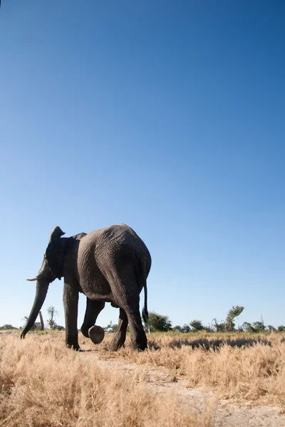 Olifant in Botswana — Stockfoto