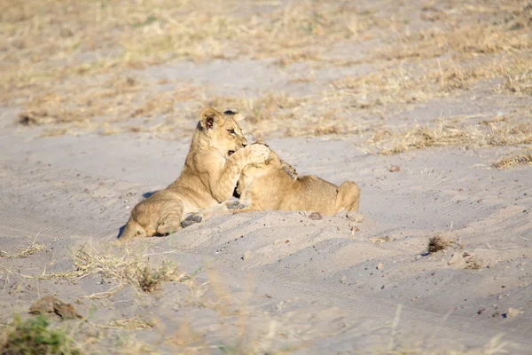 Lion cub játékidő — Stock Fotó