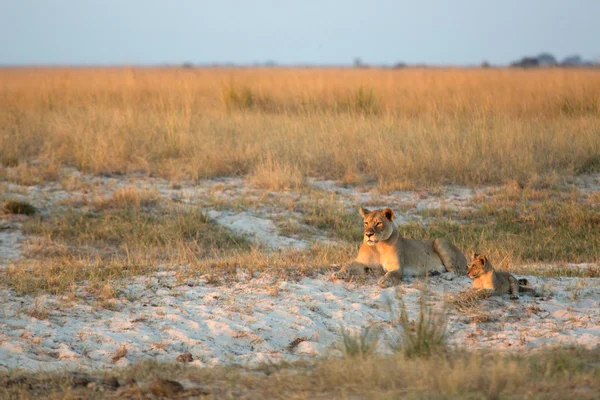 Lion cubs in Botswana — Stock Photo, Image