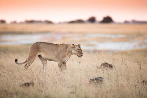 Λιοντάρι στο εθνικό πάρκο Τσόμπε — Φωτογραφία Αρχείου