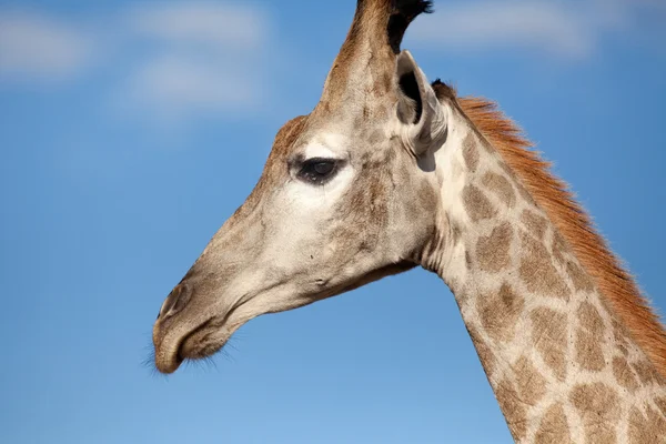Žirafí hlavy zastřelil — Stock fotografie