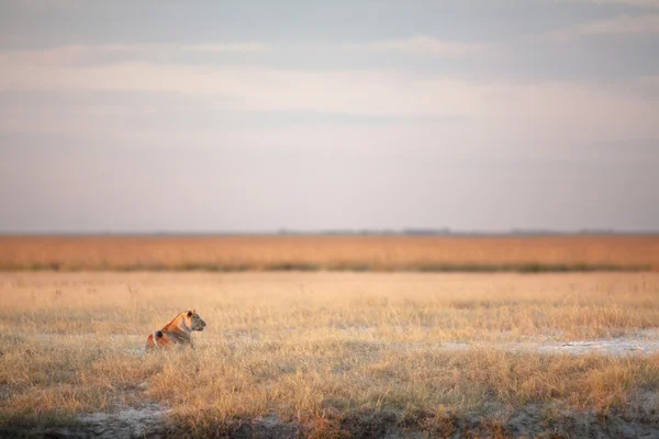 Löwe im Chobe-Nationalpark — Stockfoto