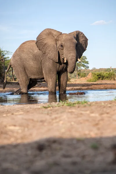 Elefante a un buco dell'acqua — Foto Stock