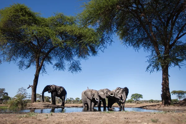 Olifant bij een water-gat — Stockfoto