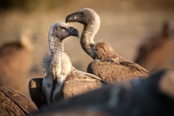 Närbild på Detaljer för en gam — Stockfoto