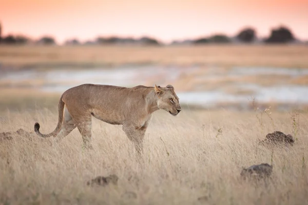 Λιοντάρι στο εθνικό πάρκο Τσόμπε — Φωτογραφία Αρχείου