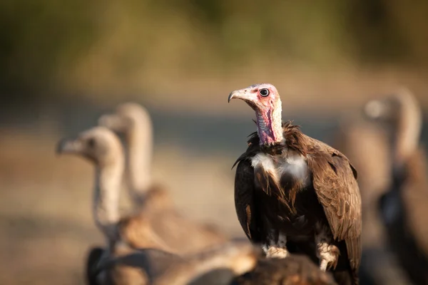 Détails rapprochés d'un vautour — Photo