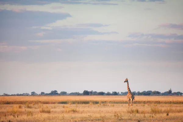 Giraff på afrikansk savann — Stockfoto