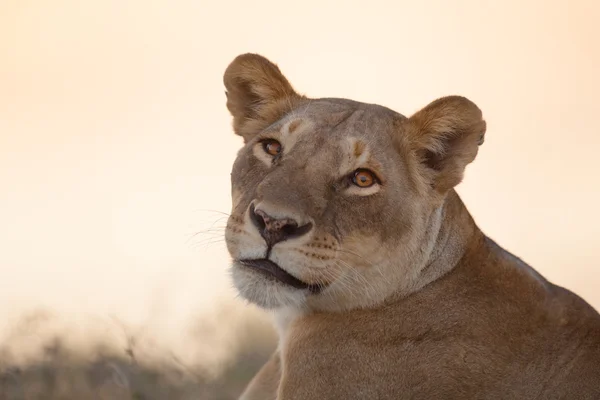 León en el Parque Nacional Chobe — Foto de Stock