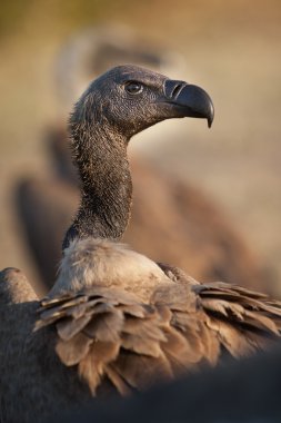 Close up details of a vulture clipart