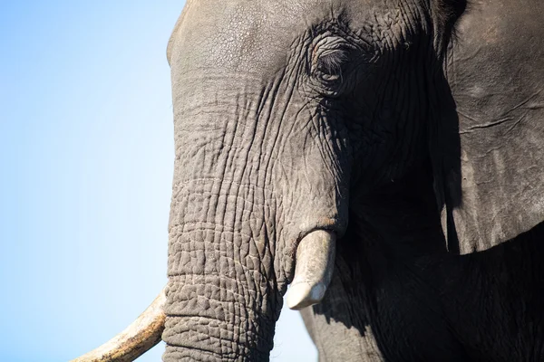 Bull elefant i Afrika — Stockfoto