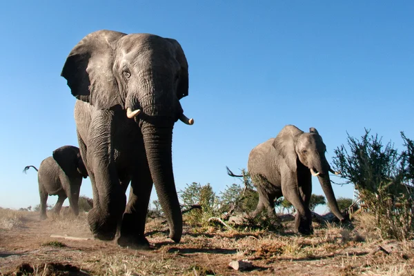 Elefantenbulle in Afrika — Stockfoto