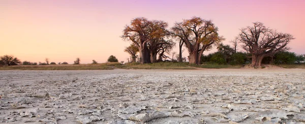 Баобабы Ботсваны — стоковое фото