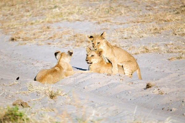 Lion cub playtime — Stockfoto