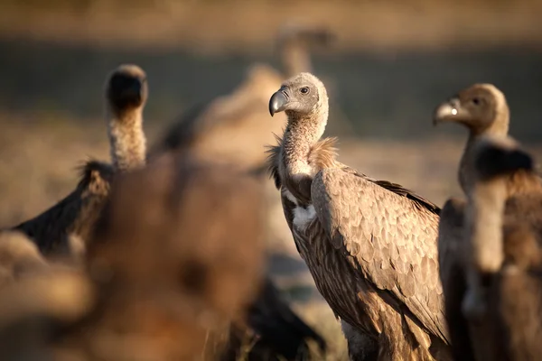 Detalhes de perto de um abutre — Fotografia de Stock