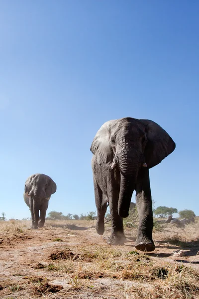 Elefantenbulle in Afrika — Stockfoto