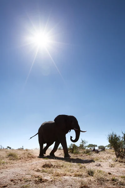 Boğa fil Afrika — Stok fotoğraf